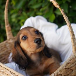 Sport - Red male Dachshund puppy in Temecula, California from Naomi Magee's Dachshund Kennel