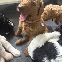 Purple Girl - Apricot female Poodle puppy in Anna, Texas from Sweet Country Standards