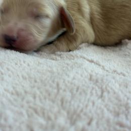 Cupcake - Cream male Dachshund puppy in Vancouver, Washington from Cascade Minis