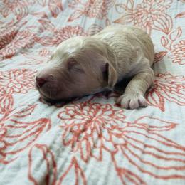 Goldendoodle Puppies from Truly More Doodles