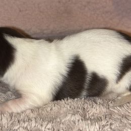 Dachshund Puppies from Whitesboro Dachshund