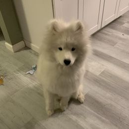 Loki - Samoyed