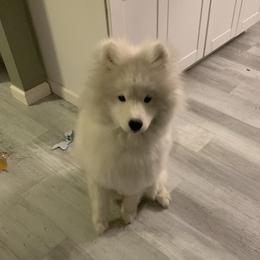 Loki - Samoyed