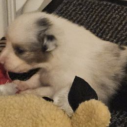 Australian Shepherds from Folklore Australian Shepherds