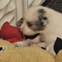 Australian Shepherds from Folklore Australian Shepherds