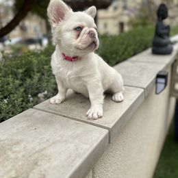 French Bulldog Puppies from Opulence Frenchies