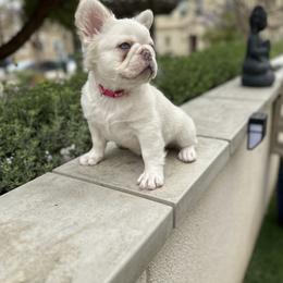 French Bulldog Puppies from Opulence Frenchies