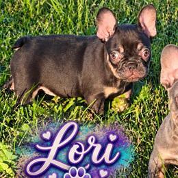 Lori - Liver female French Bulldog puppy in Holton, Indiana from MoonShine Babies / OZ