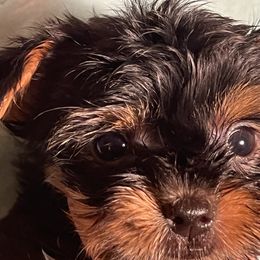 Boy 1 - Black and tan Yorkshire Terrier puppy in Elizabeth, Indiana from Dwayne’s Yorkshire Terriers