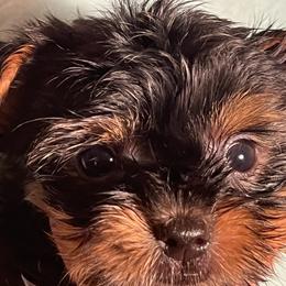 Boy 1 - Black and tan Yorkshire Terrier puppy in Elizabeth, Indiana from Dwayne’s Yorkshire Terriers