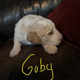 Goby - Cream male Labradoodle puppy in Somerset, California from Annie’s Animals