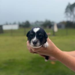Endy - Black & white female Australian Shepherd puppy in Jacksonville, Florida from Autumn's Aussies