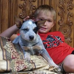 Australian Cattle Dog Puppies from TLC Cattle dogs