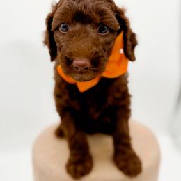 Everest - Chocolate male Goldendoodle puppy in North Carolina from Tuxedo Mountain Doodles