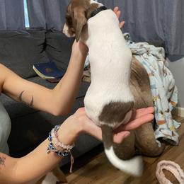 Dachshund Puppies from Hursh’s Hounds