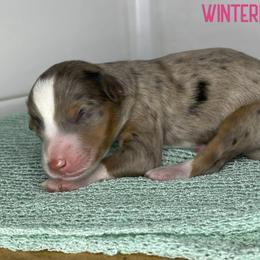 Winterberry - Blue merle female Bernedoodle puppy in Henry, Illinois from Rowe Farms Doodles