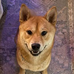 Fred - Shiba Inu