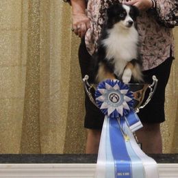 Miniature Australian Shepherd and Toy Australian Shepherd Puppies from Ripple Creek