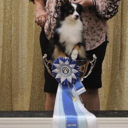 Miniature Australian Shepherd and Toy Australian Shepherd Puppies from Ripple Creek