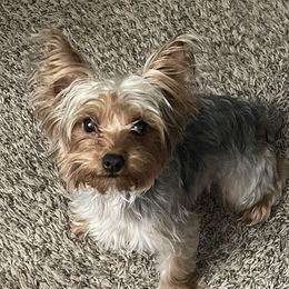 Meimei - Yorkshire Terrier