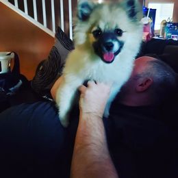 Pomeranian Puppies from SDR Pomeranians