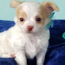 Chihuahuas from Heartland Chihuahua