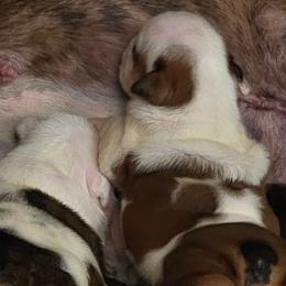 Lola - Red brindle and white female Bulldog puppy in Arlington, Washington from Stout's Hunting Labs and trsbullies