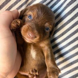 MM MALE 3 - Chocolate and tan male Dachshund puppy in Elkhart, Indiana from Hart City Dachshunds