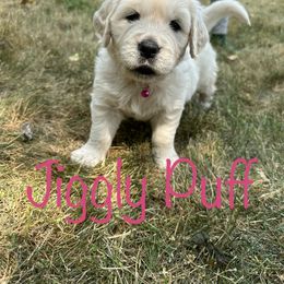 Golden Retriever Puppies from English Creams of Morningstar