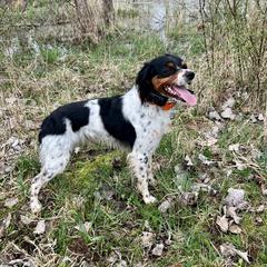 French Brittanys from Breezy Point Brittanys-French and American