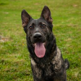 Faith - German Shepherd