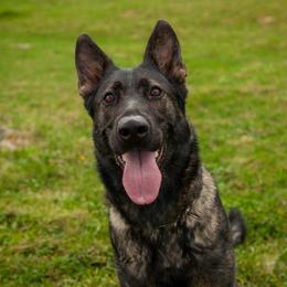 Faith - German Shepherd