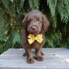 Darla - Chocolate female Labradoodle puppy in Millersburg, Ohio from My Pals