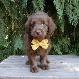 Darla - Chocolate female Labradoodle puppy in Millersburg, Ohio from My Pals