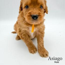Asiago - Apricot male Goldendoodle puppy in Sunman, Indiana from Brunsman Country Doodles LLC