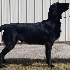 Flat-Coated Retrievers from Blixthalka Flat-Coated Retrievers