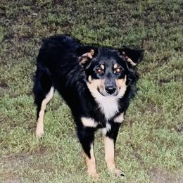 Lucy - Australian Shepherd