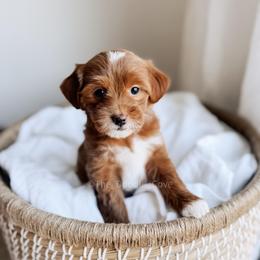 Penny - Red  female Goldendoodle puppy in Syracuse, Indiana from The Doodle Cove
