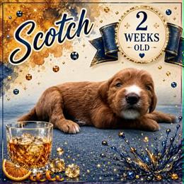 Scotch - Red  male Goldendoodle puppy in Hendersonville, North Carolina from Kim's Cove