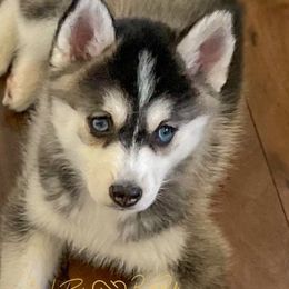 AshLee - Black and white Pomsky puppy in Bay City, Michigan from GrizzLee Bears Perfect Pomskies