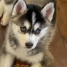 AshLee - Black and white Pomsky puppy in Bay City, Michigan from GrizzLee Bears Perfect Pomskies