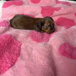 Toby - Brindle male Dachshund puppy in Lake City, Florida from My Ditzy Doxies of Florida