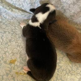 Black Tri Female - Black and tan female Pembroke Welsh Corgi puppy in Cameron, Texas from Moonstone Corgis & Frenchies