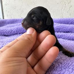 Orion - Black and tan male Dachshund puppy in Venice, Florida from Crowline Kennels