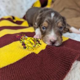 George - Red tri male Miniature Australian Shepherd puppy in Bend, Oregon from Wonderland Aussies