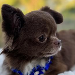 Chihuahuas and Poodles from Toypoodle.86
