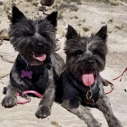 Cairn Terriers from BRUNS CAIRNS