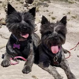Cairn Terriers from BRUNS CAIRNS