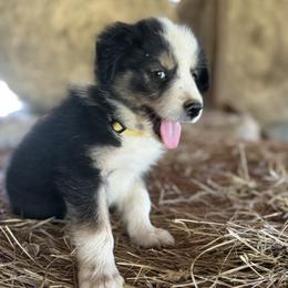 Luis - Tri-color male Border Collie puppy in Surgoinsville, Tennessee from Smokey Mountain Vizslas