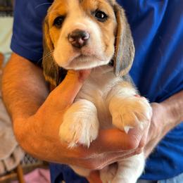 Aqua - Black tan and white male Beagle puppy in Rockwell, North Carolina from Knockhill Beagles